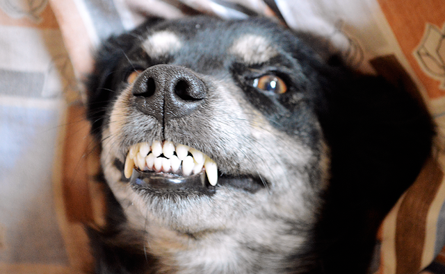 meu animal favorito: cachorro