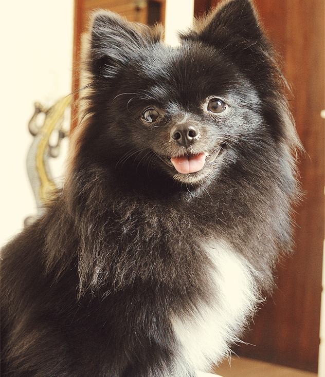 meu animal favorito: cachorro