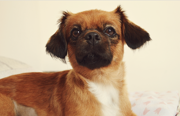 meu animal favorito: cachorro meu animal favorito: cachorro