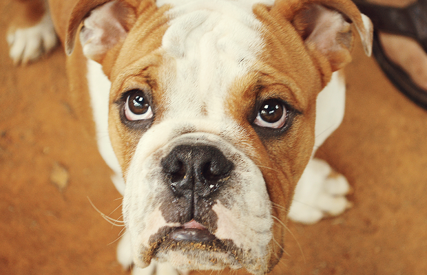 meu animal favorito: cachorro