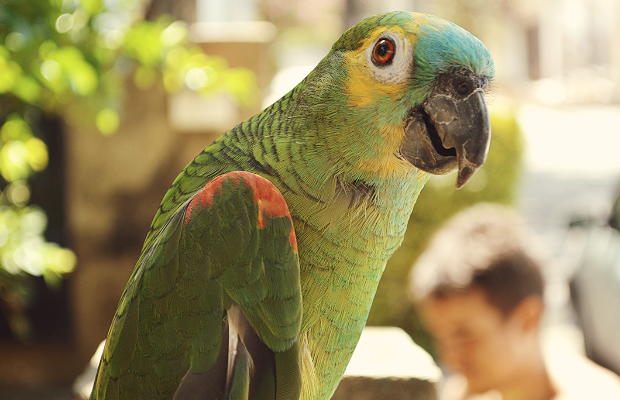 meu animal favorito: papagaio