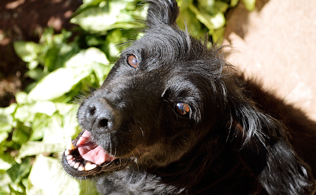 meu animal favorito: cachorro